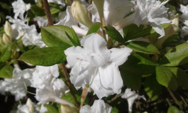 Rhododendron 'Whitethroat' (Mollis Azalea)