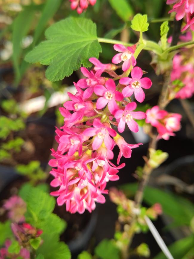 Ribes sanguineum 'Koja'