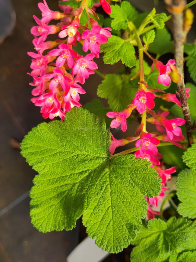 Ribes sanguineum 'Koja'