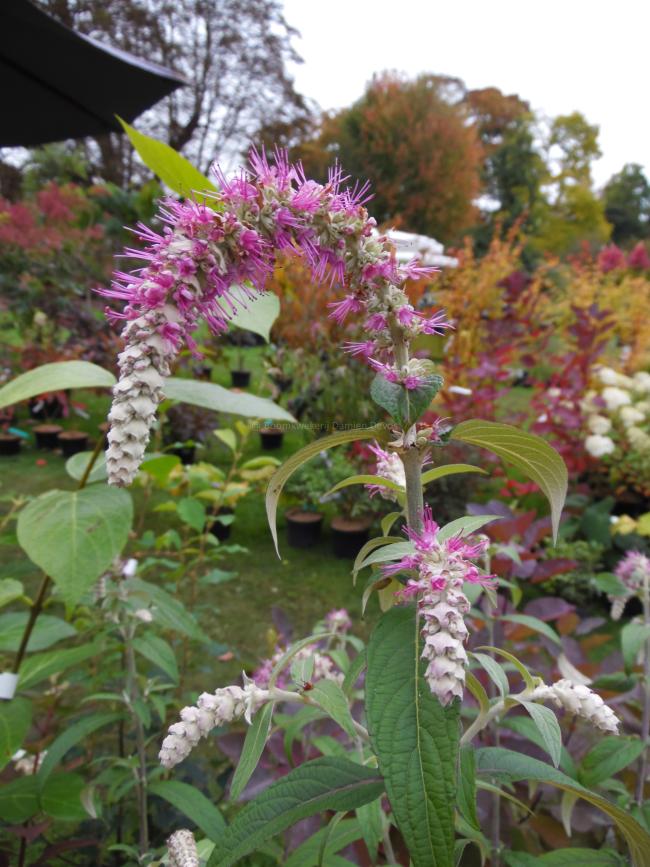 Rostrinucula dependens