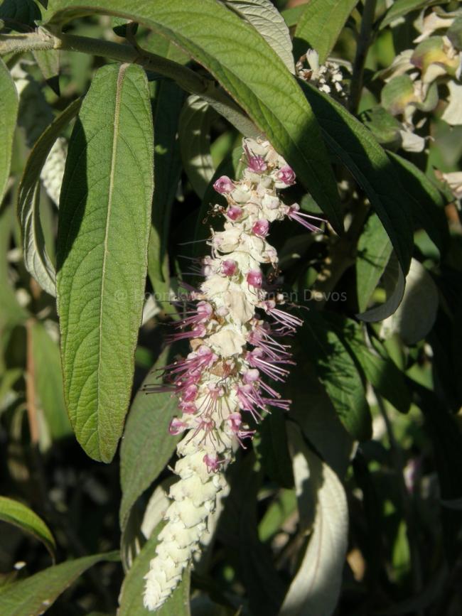 Rostrinucula dependens