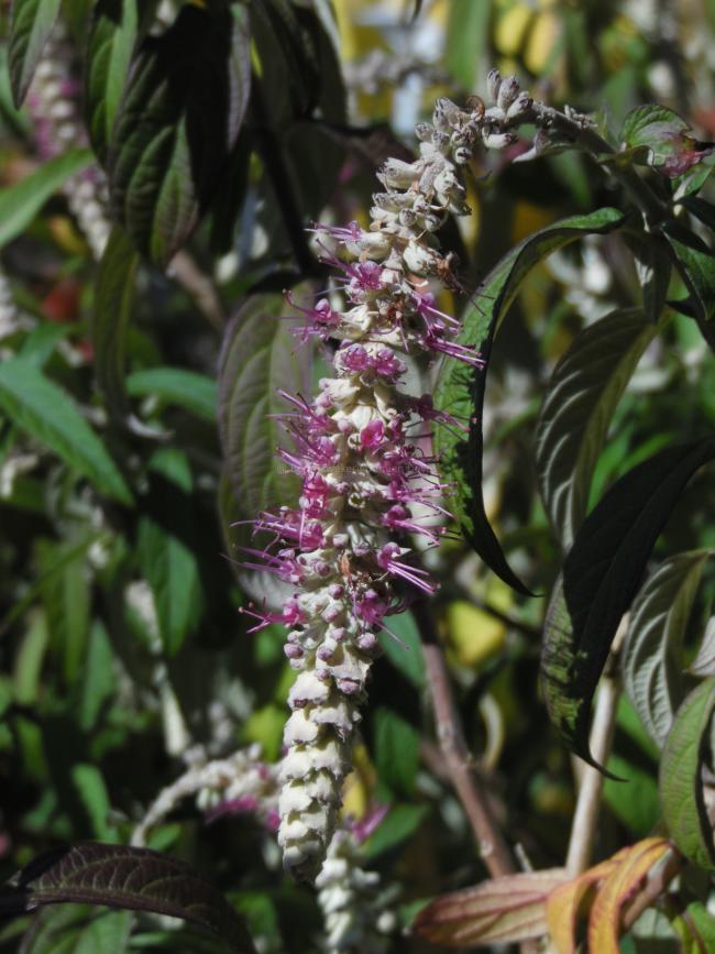 Rostrinucula dependens