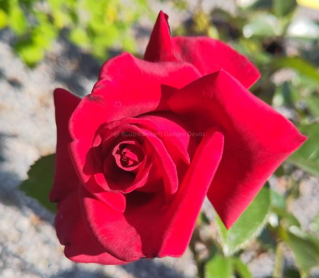Rosa 'Le Grand Huit'