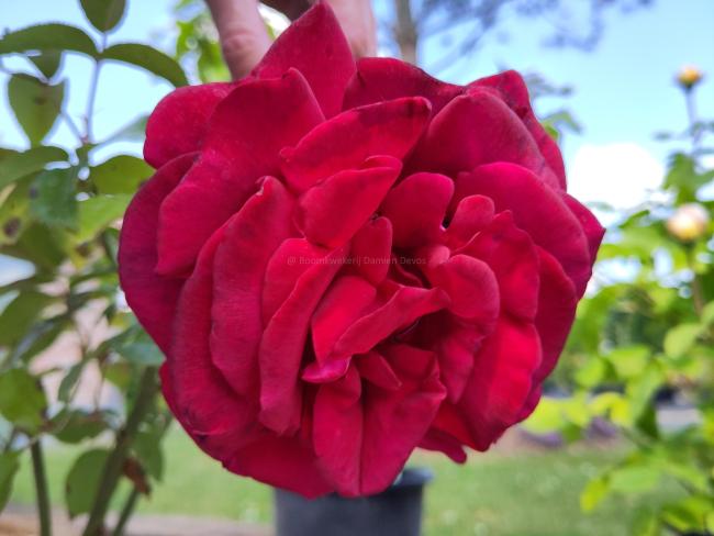 Rosa 'Le Grand Huit'