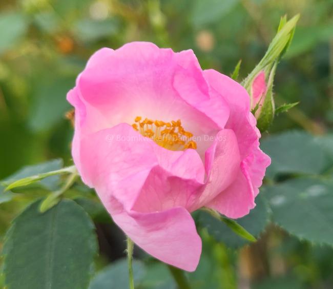 Rosa pendulina 'Bourgogne'