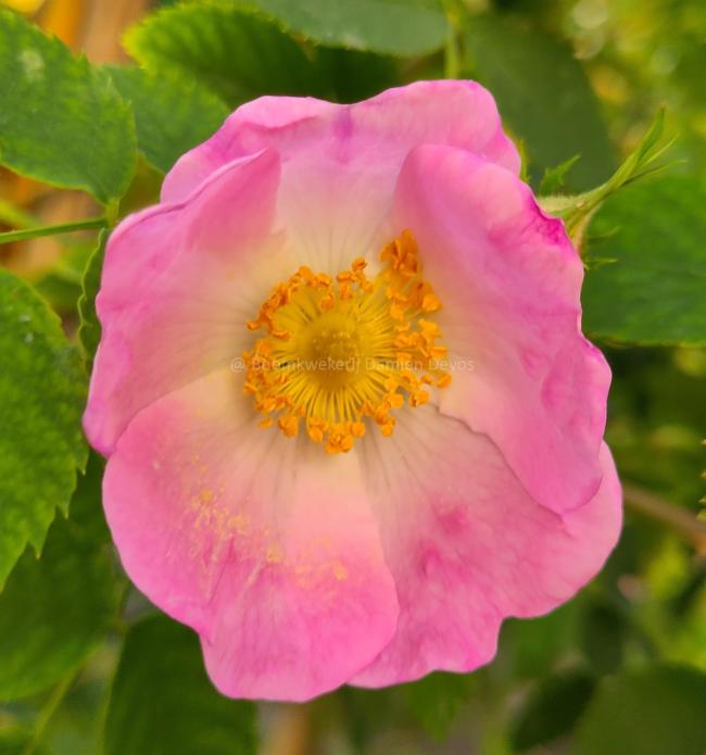 Rosa pendulina 'Bourgogne'