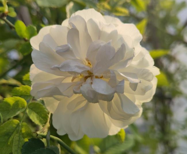 Rosa 'Paula Vapelle'