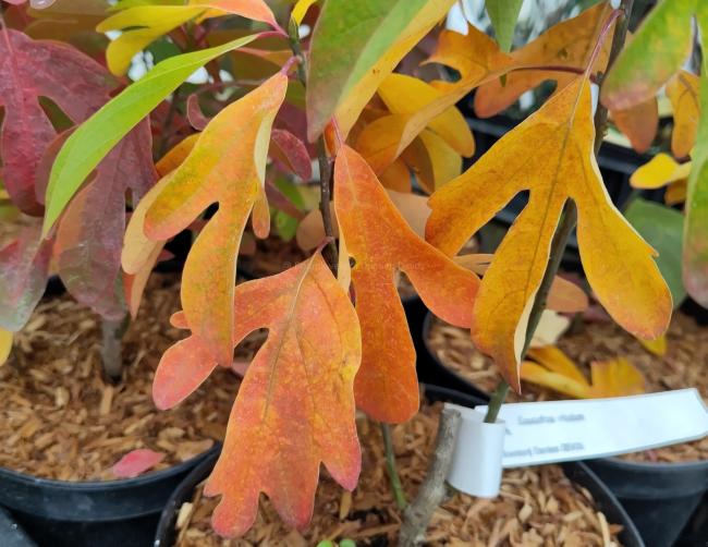 Sassafras albidum