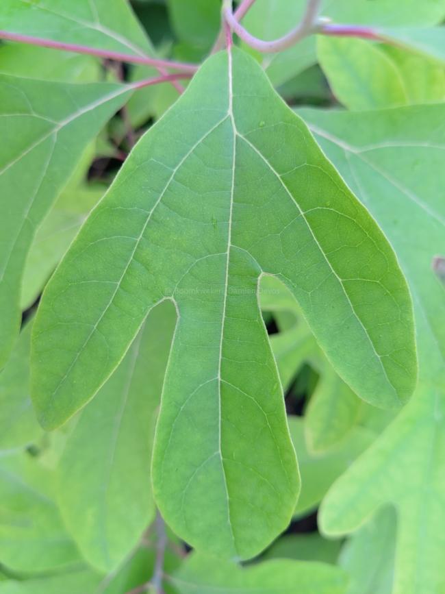 Sassafras albidum