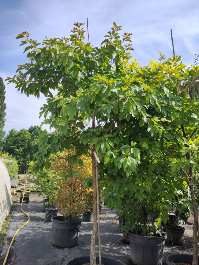 Sassafras albidum