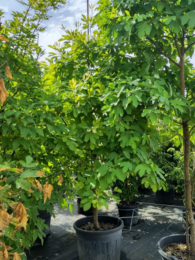 Sassafras albidum