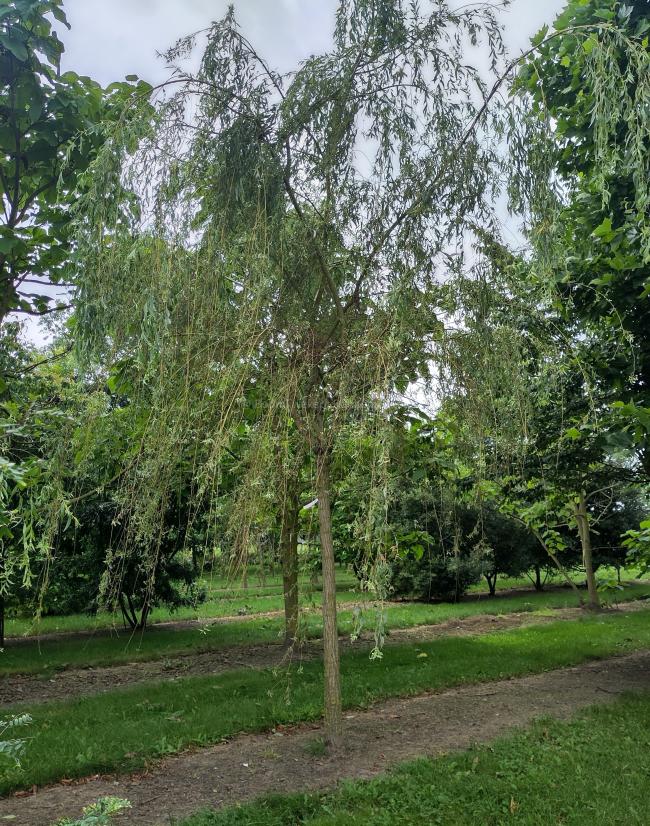 Salix babylonica