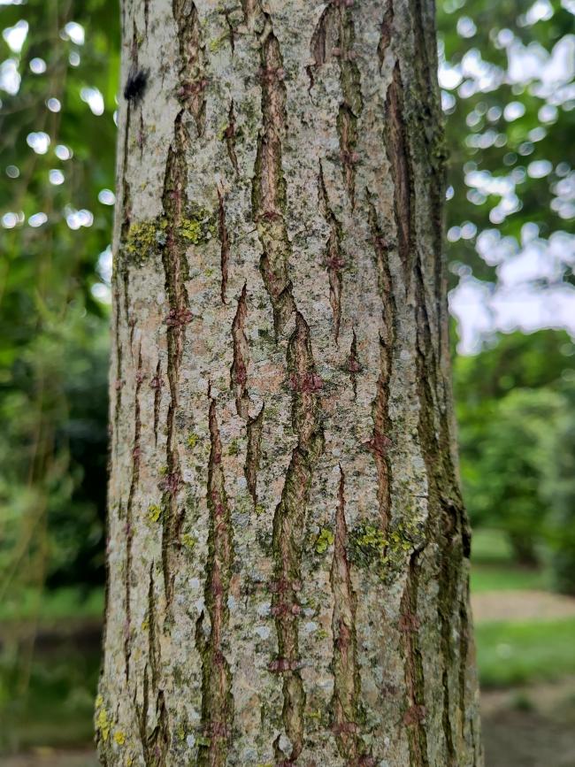 Salix babylonica