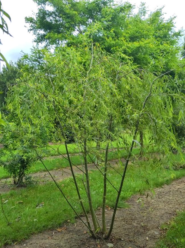 Salix babylonica