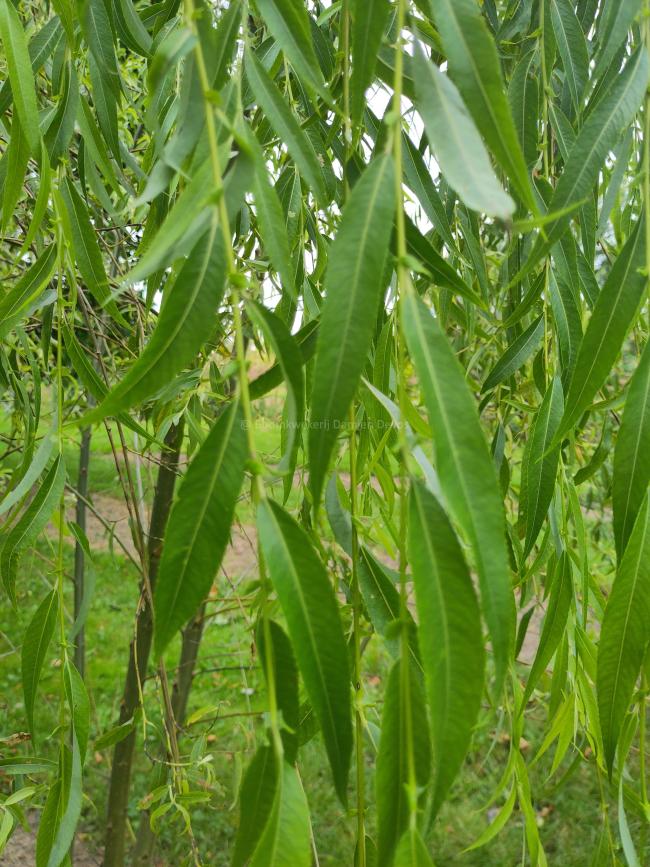 Salix babylonica