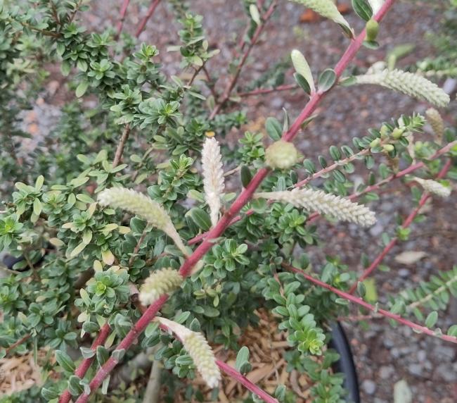 Salix bockii