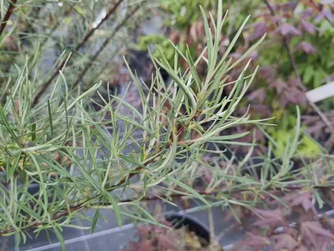 Salix elaeagnos 'Angustifolia' (S. rosmarinifolia)