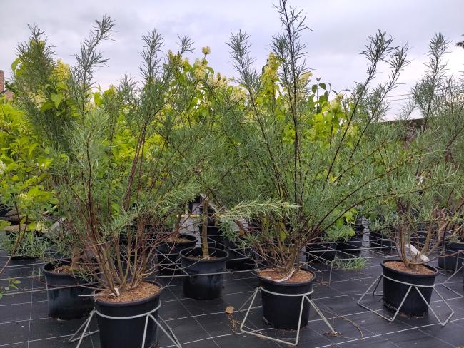 Salix elaeagnos 'Angustifolia' (S. rosmarinifolia)