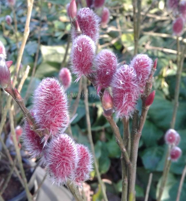 Salix gracilistyla 'Mount Aso'