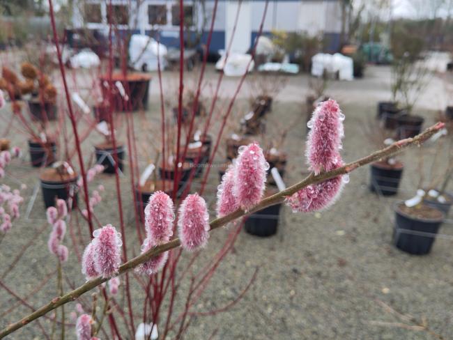 Salix gracilistyla 'Mount Aso'