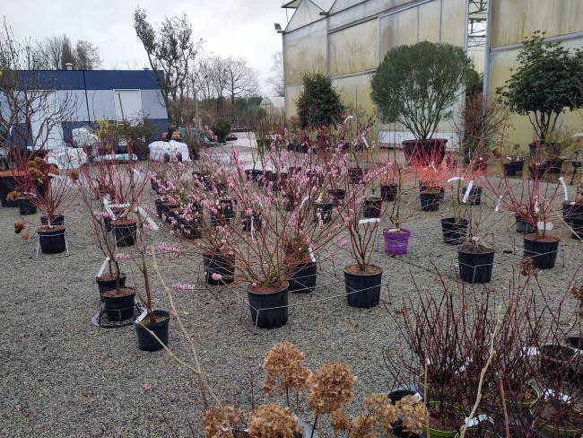 Salix gracilistyla 'Mount Aso'