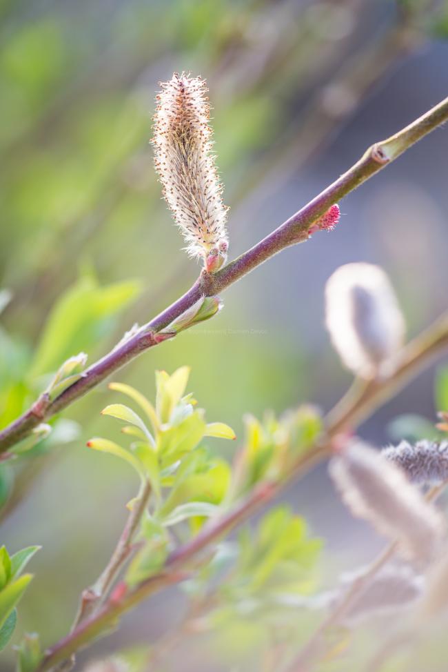 Salix gracilistyla 'Mount Aso'