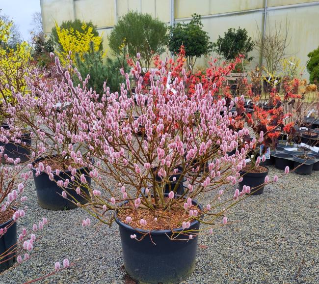 Salix gracilistyla 'Mount Aso'