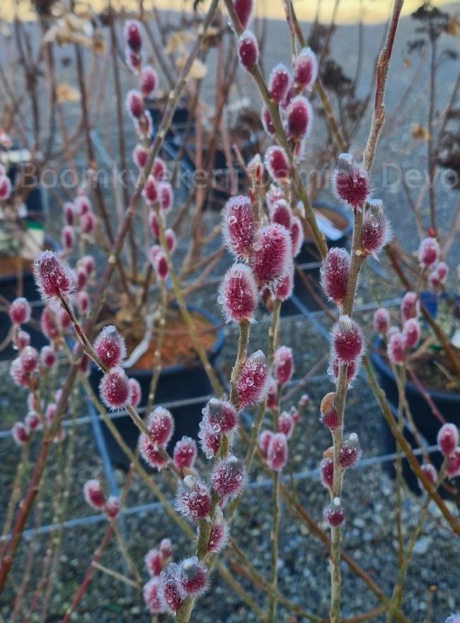 Salix gracilistyla 'Mount Aso'