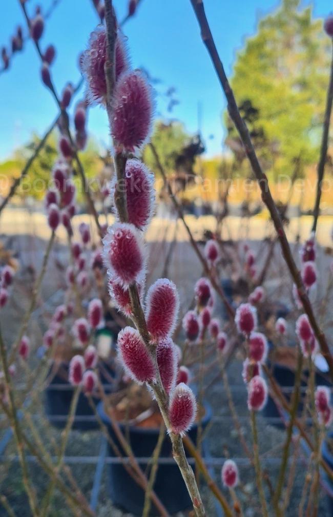 Salix gracilistyla 'Mount Aso'