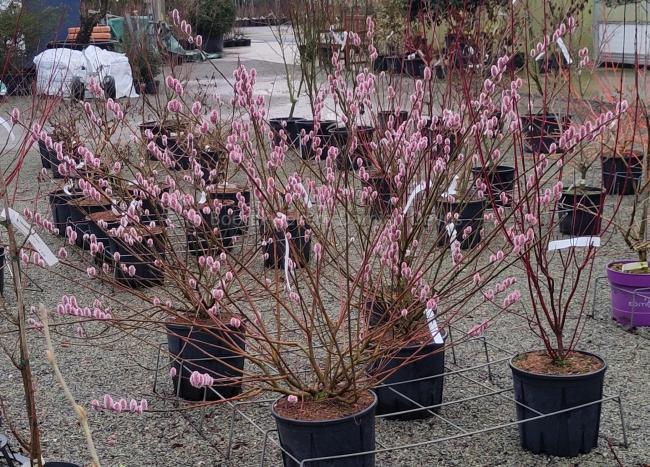 Salix gracilistyla 'Mount Aso'