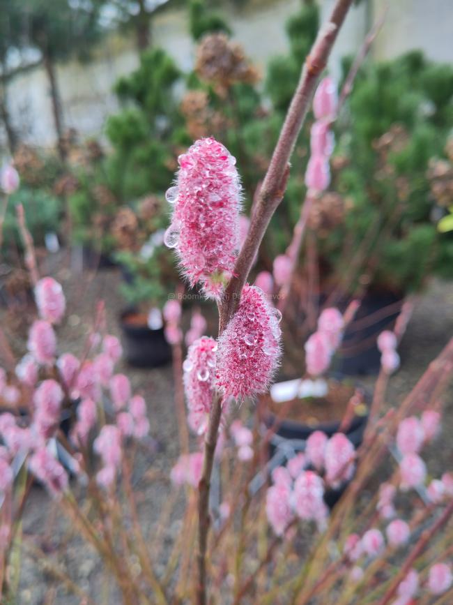 Salix gracilistyla 'Mount Aso'