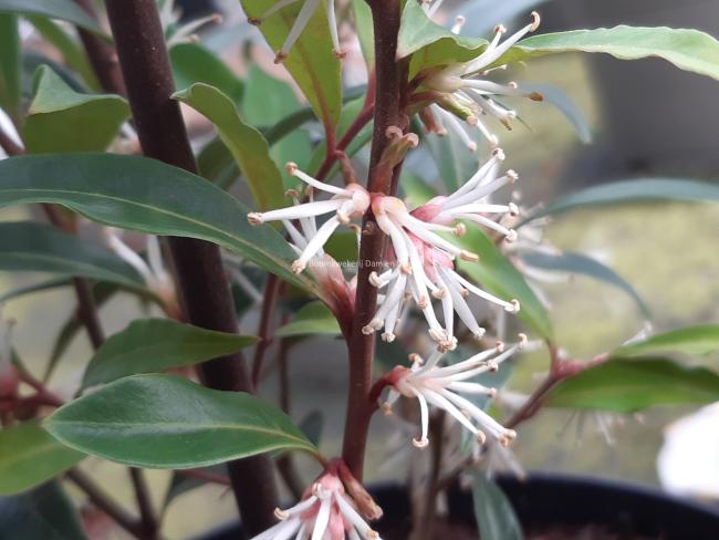 Sarcococca hookeriana 'Purple Stem'