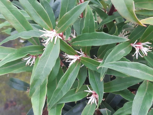 Sarcococca hookeriana 'Purple Stem'