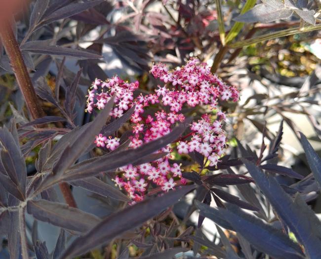 Sambucus nigra 'Black Lace' ®
