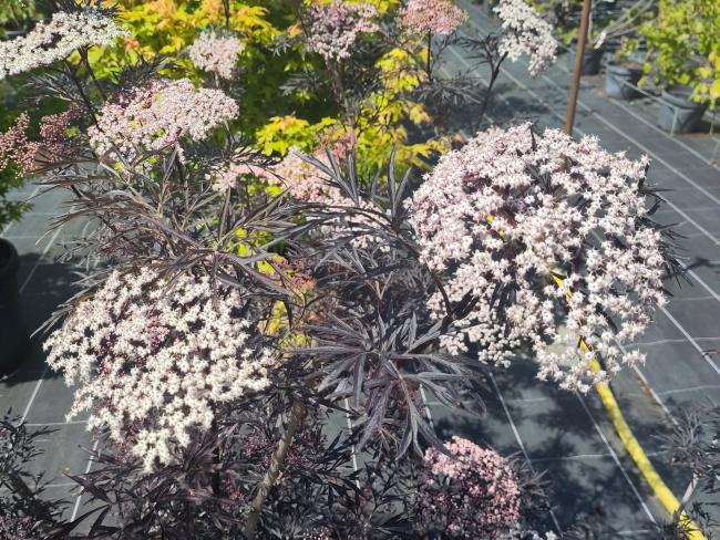 Sambucus nigra 'Black Lace' ®