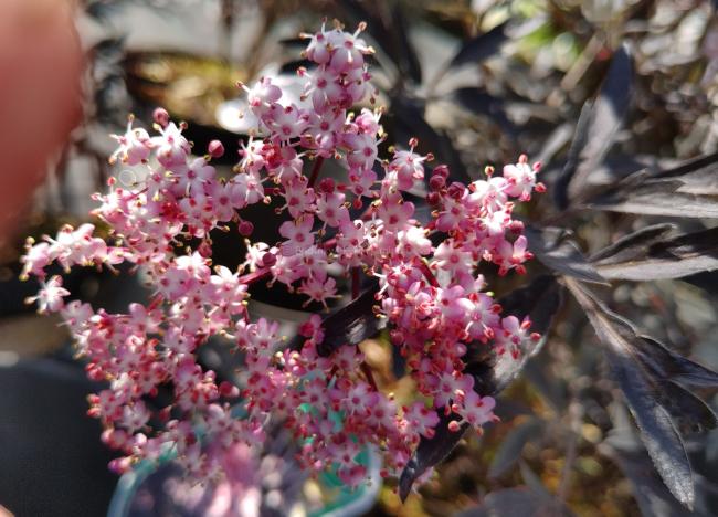 Sambucus nigra 'Black Lace' ®