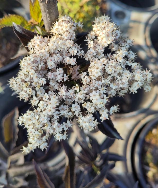 Sambucus nigra 'Black Tower' ®