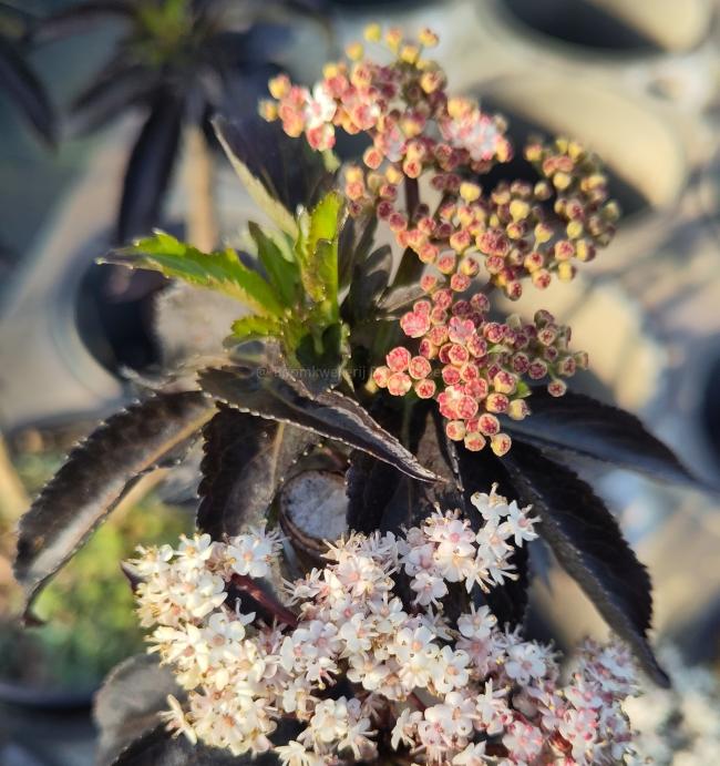 Sambucus nigra 'Black Tower' ®