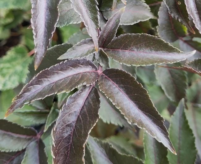 Sambucus nigra 'Black Tower' ®