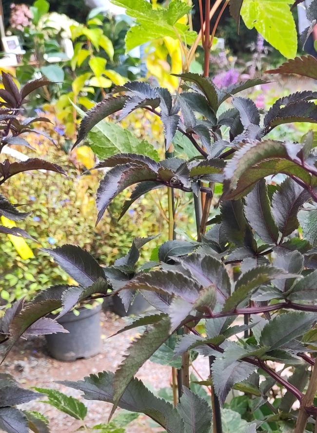 Sambucus nigra 'Black Tower' ®