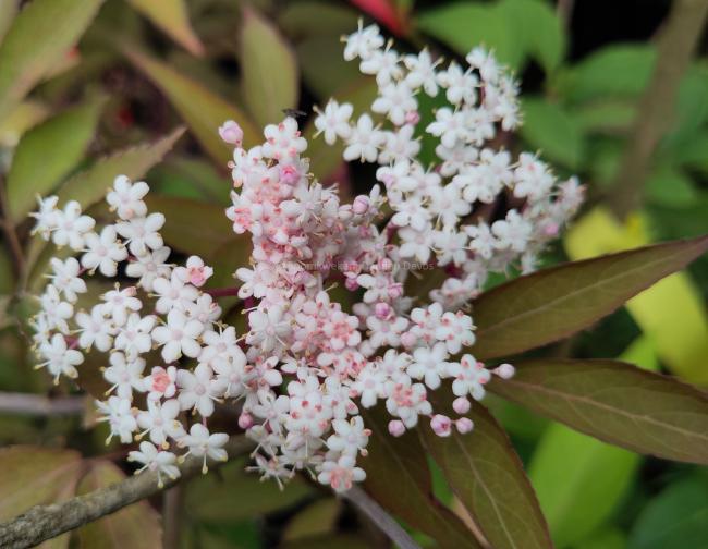 Sambucus nigra 'Milk Chocolate'