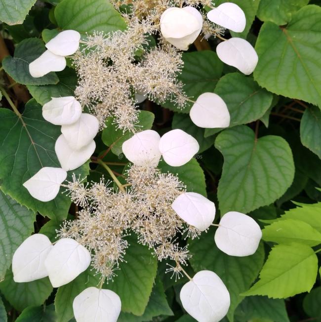 Schizophragma hydrangeoides 'Moonlight'