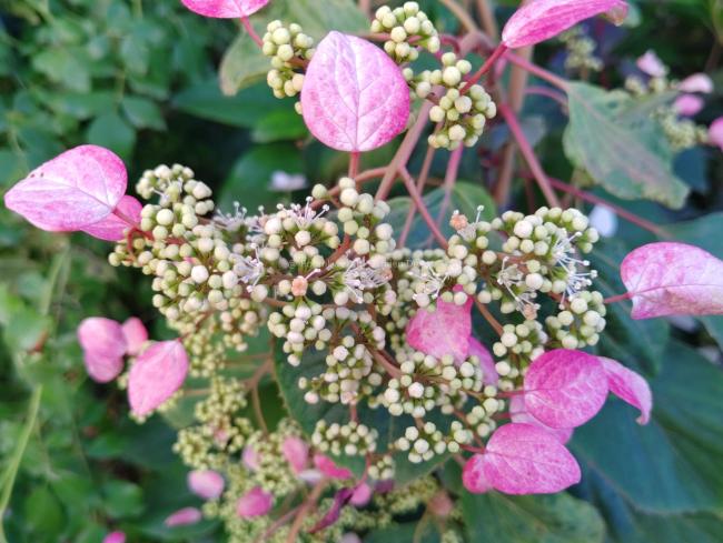 Schizophragma hydrangeoides 'Rose Sensation'
