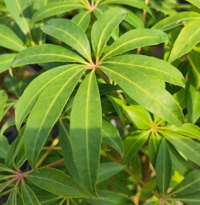 Schefflera taiwania