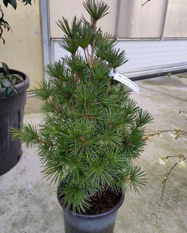 Sciadopitys verticillata 'Grune Kugel'