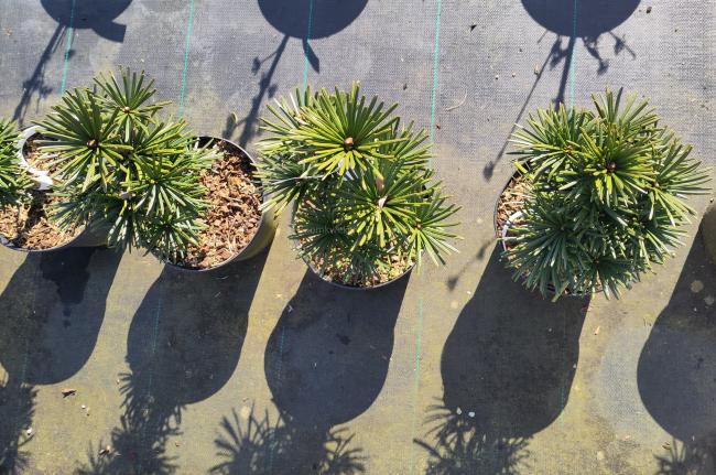 Sciadopitys verticillata 'Sternschnuppe'
