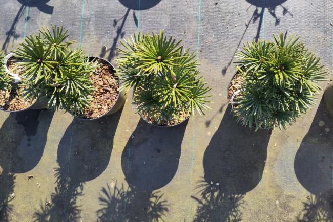 Sciadopitys verticillata 'Sternschnuppe'