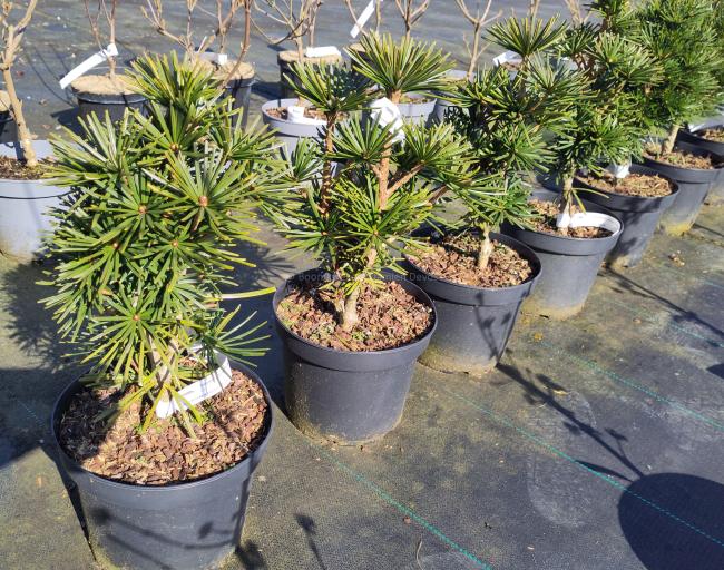 Sciadopitys verticillata 'Sternschnuppe'
