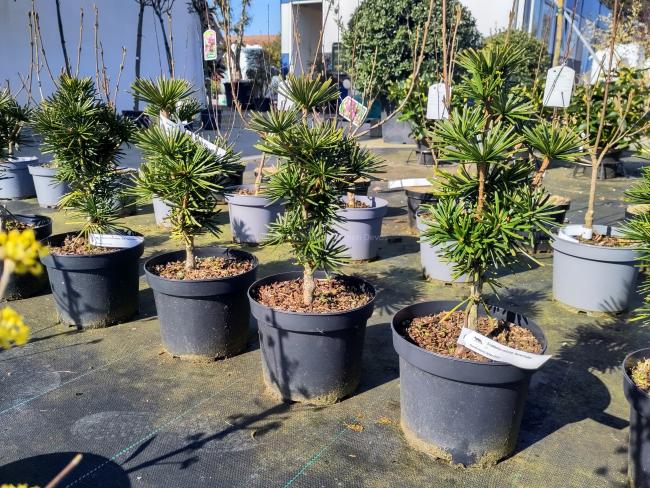 Sciadopitys verticillata 'Sternschnuppe'