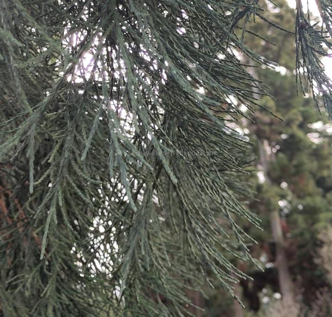 Sequoiadendron giganteum 'Powdered Blue'